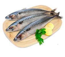 Скумбрия